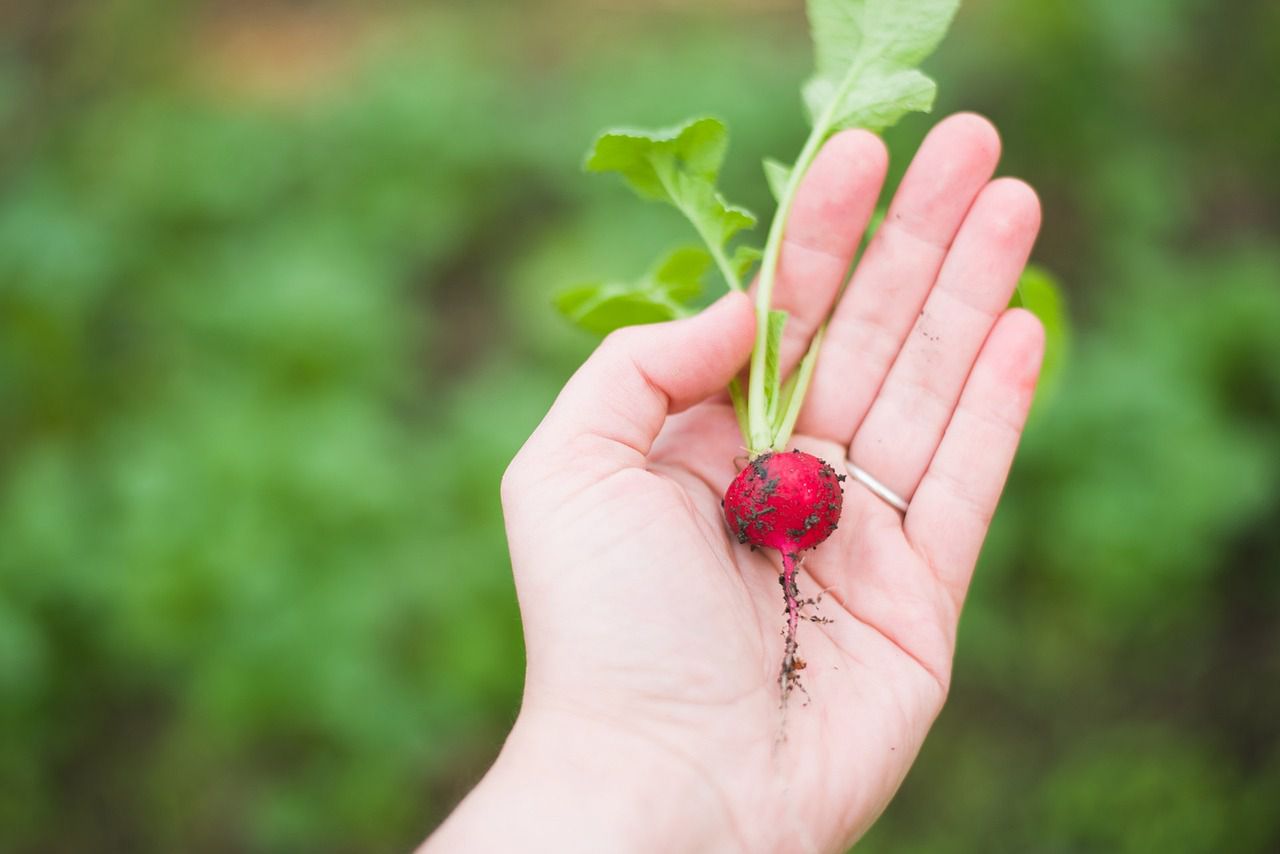 radish