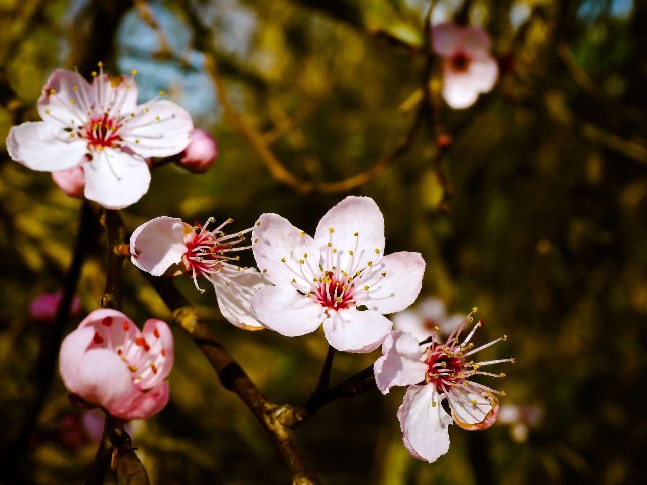 flowers