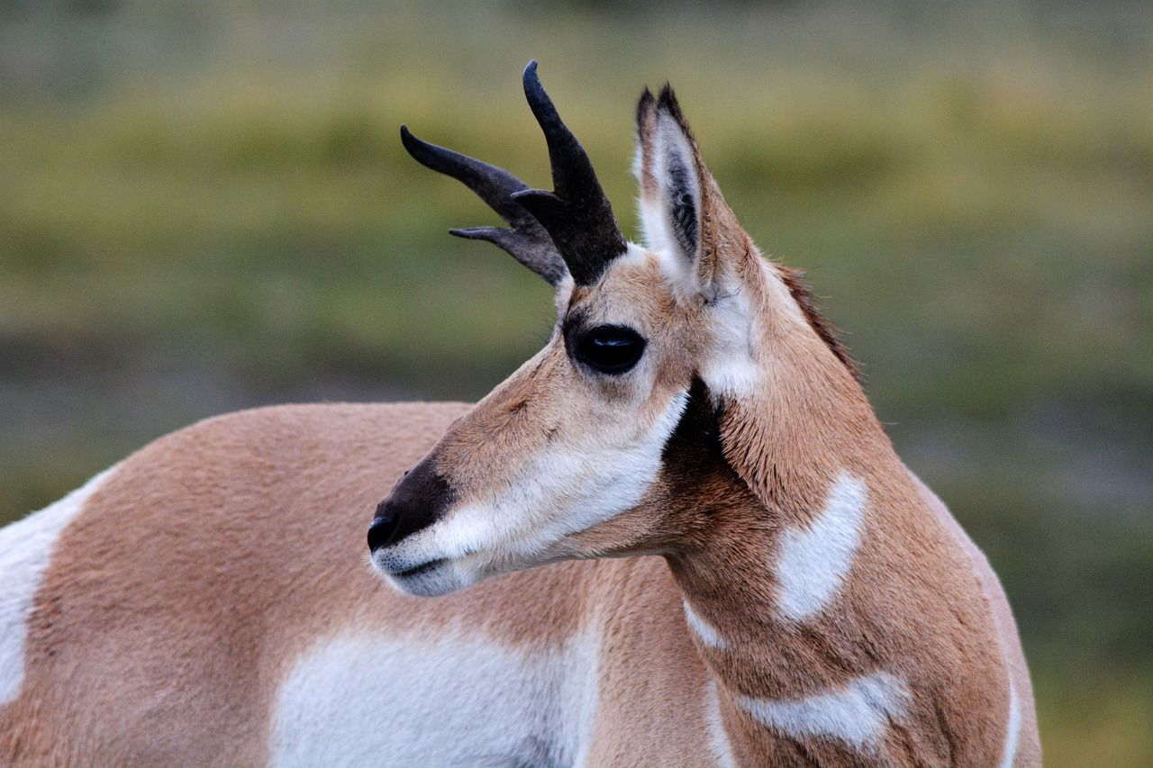 antelope