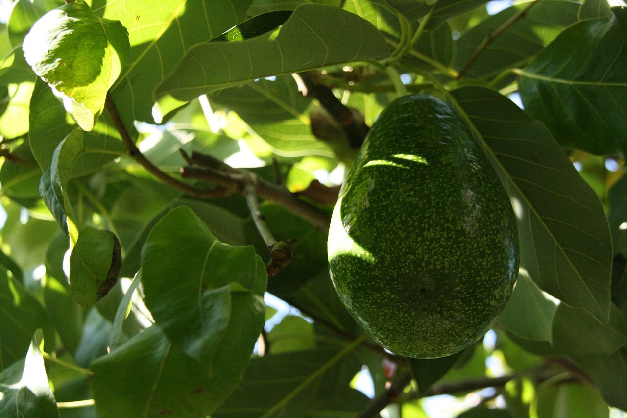 avocado tree