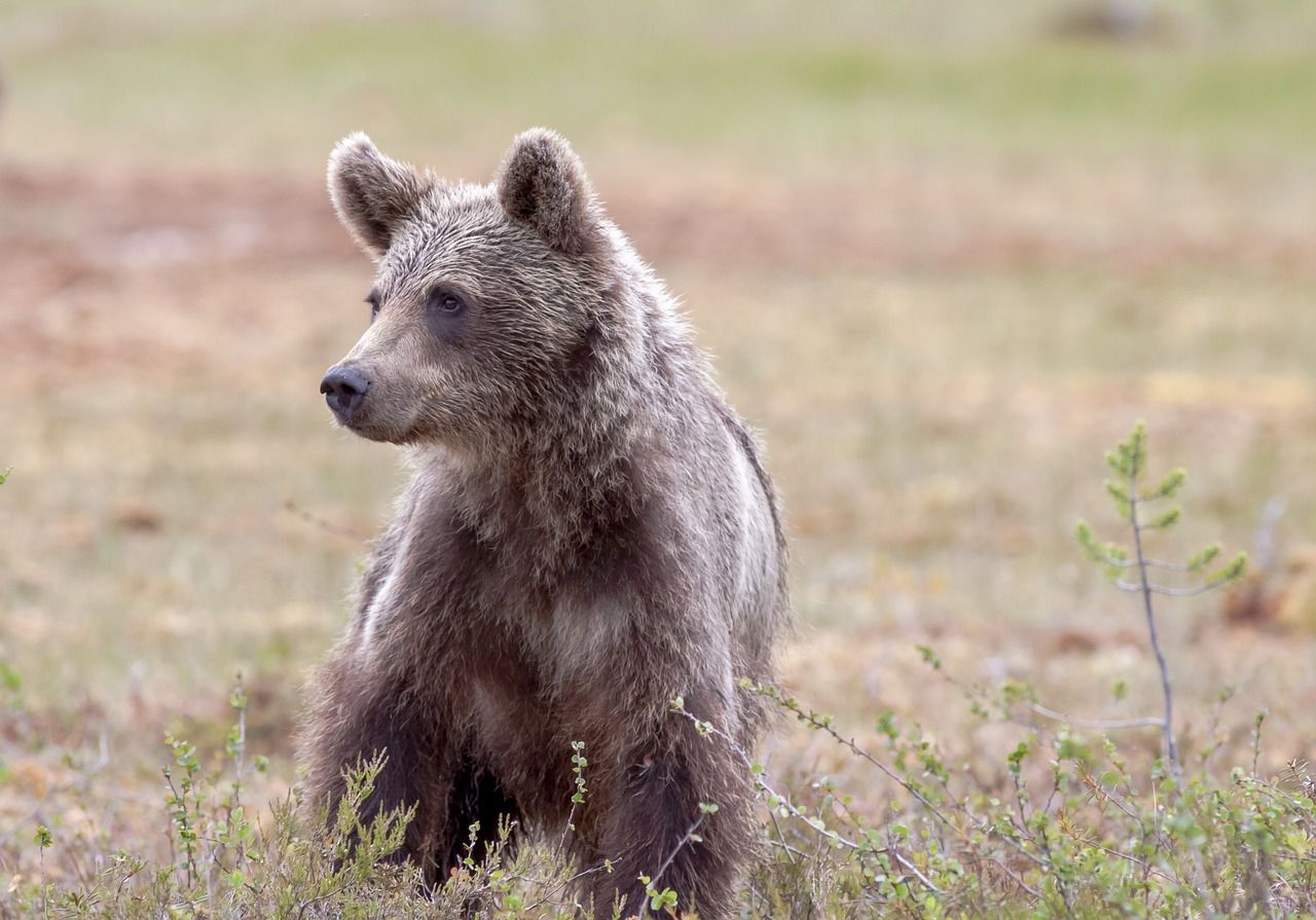 brown bear