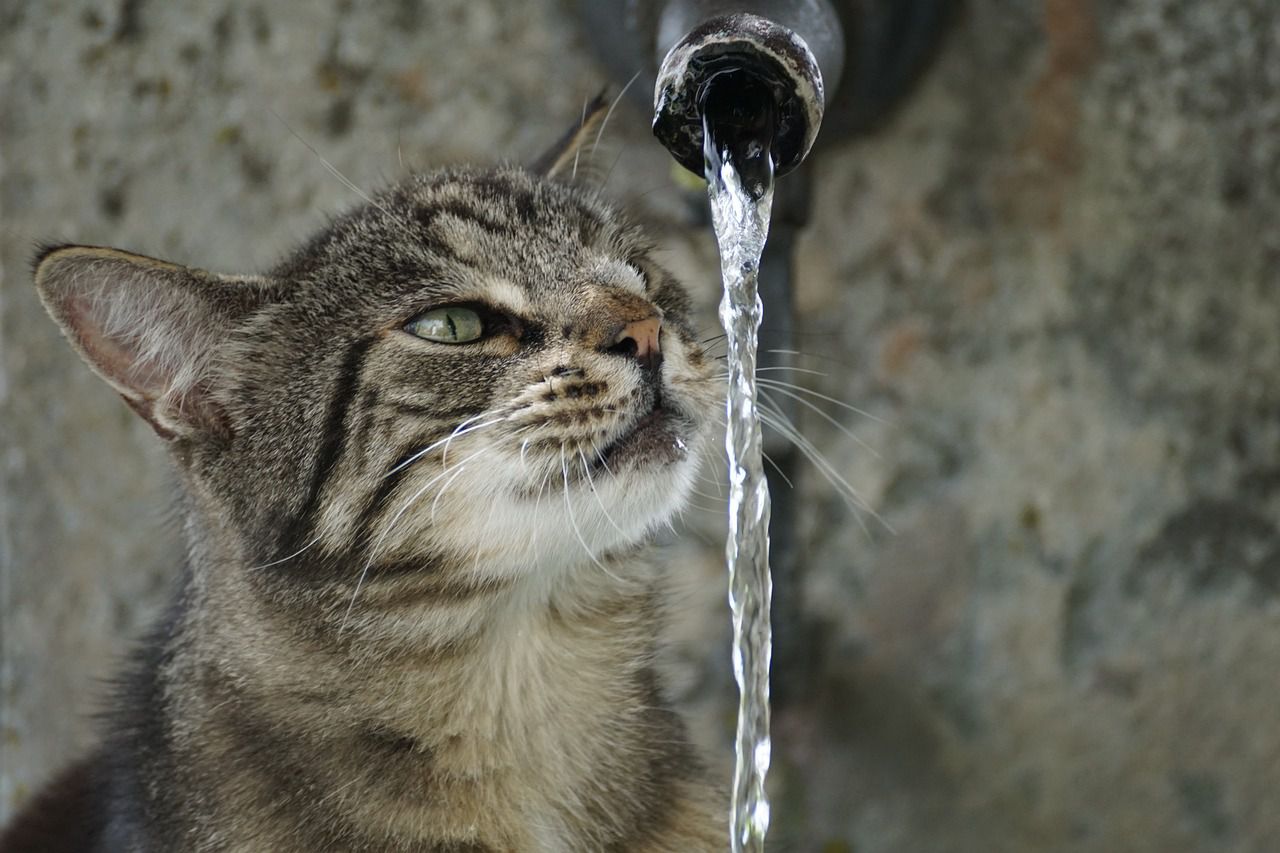 cat drinking water