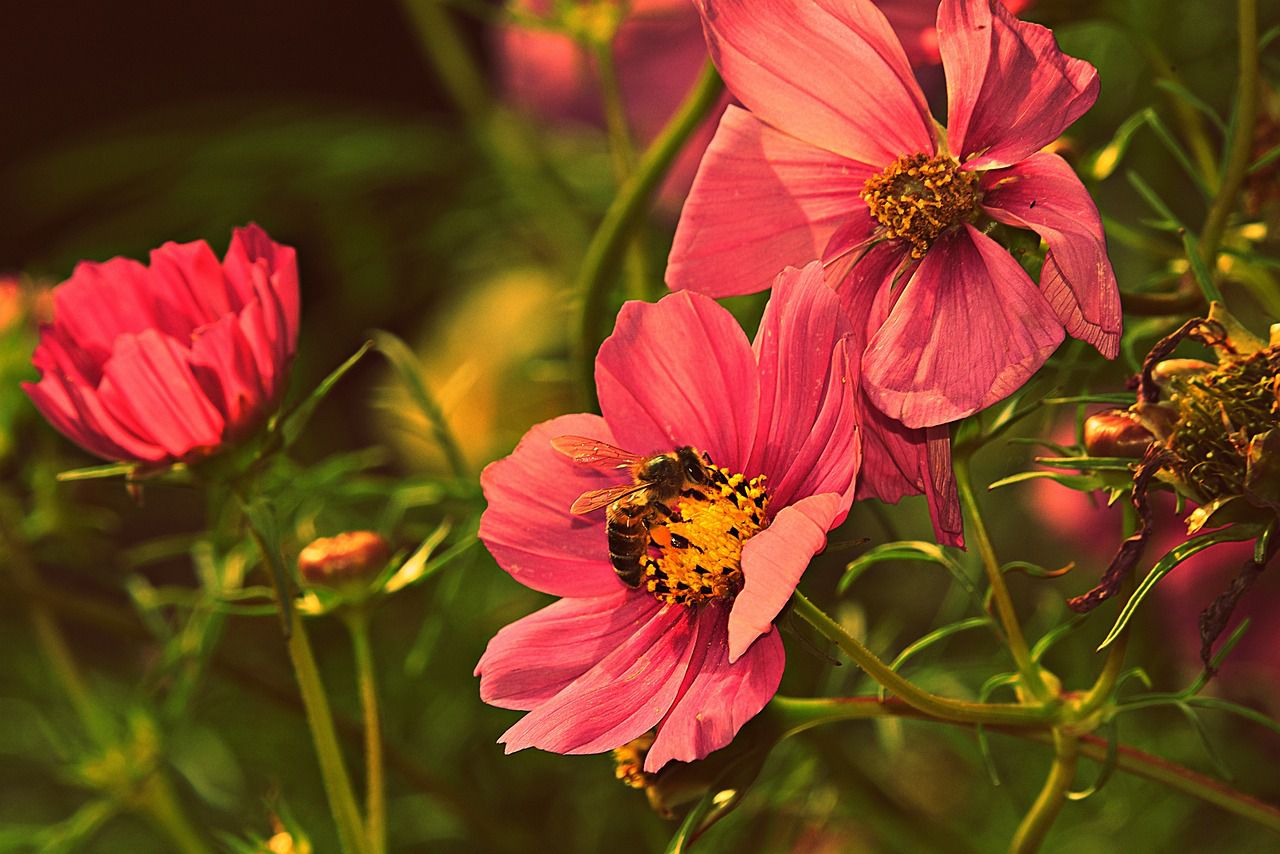 cosmea