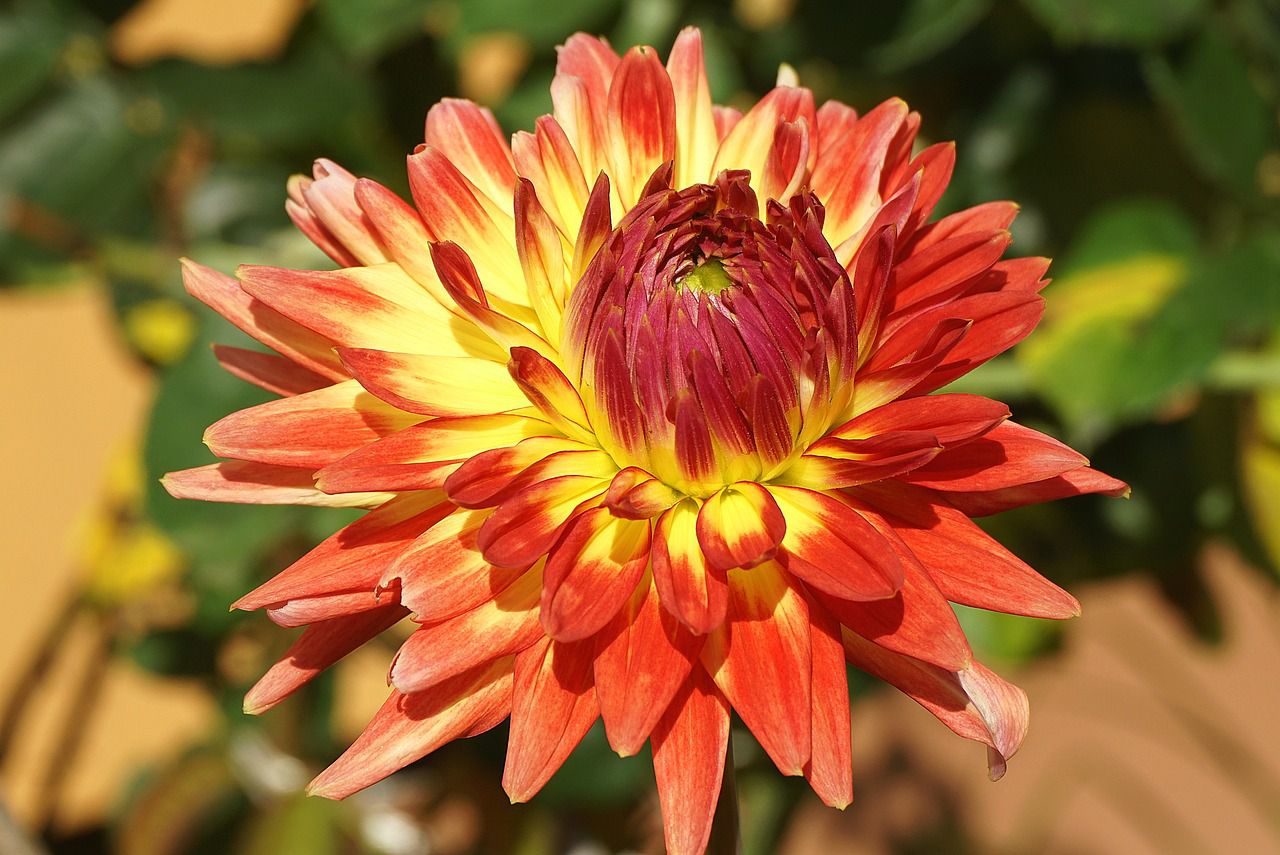 garden flowers