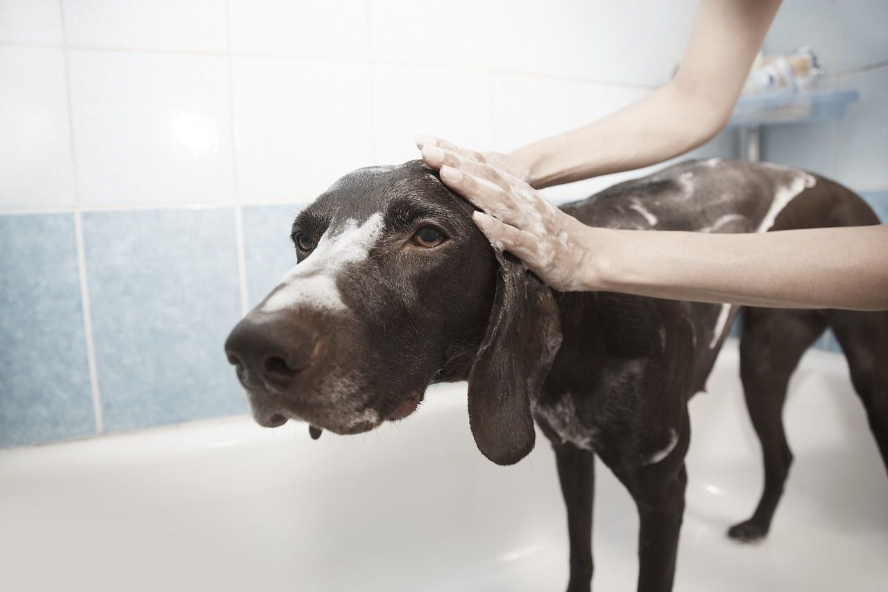 dog bath