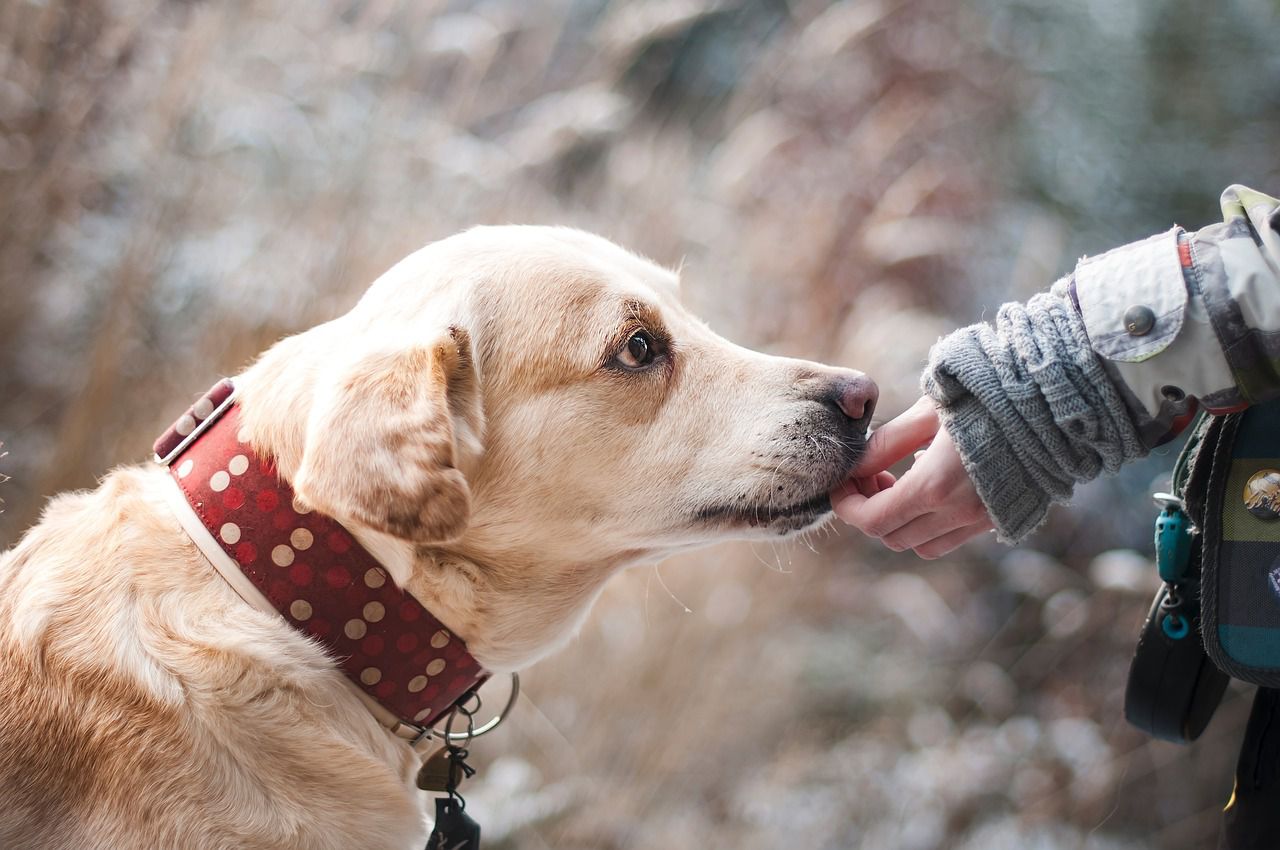 labrador