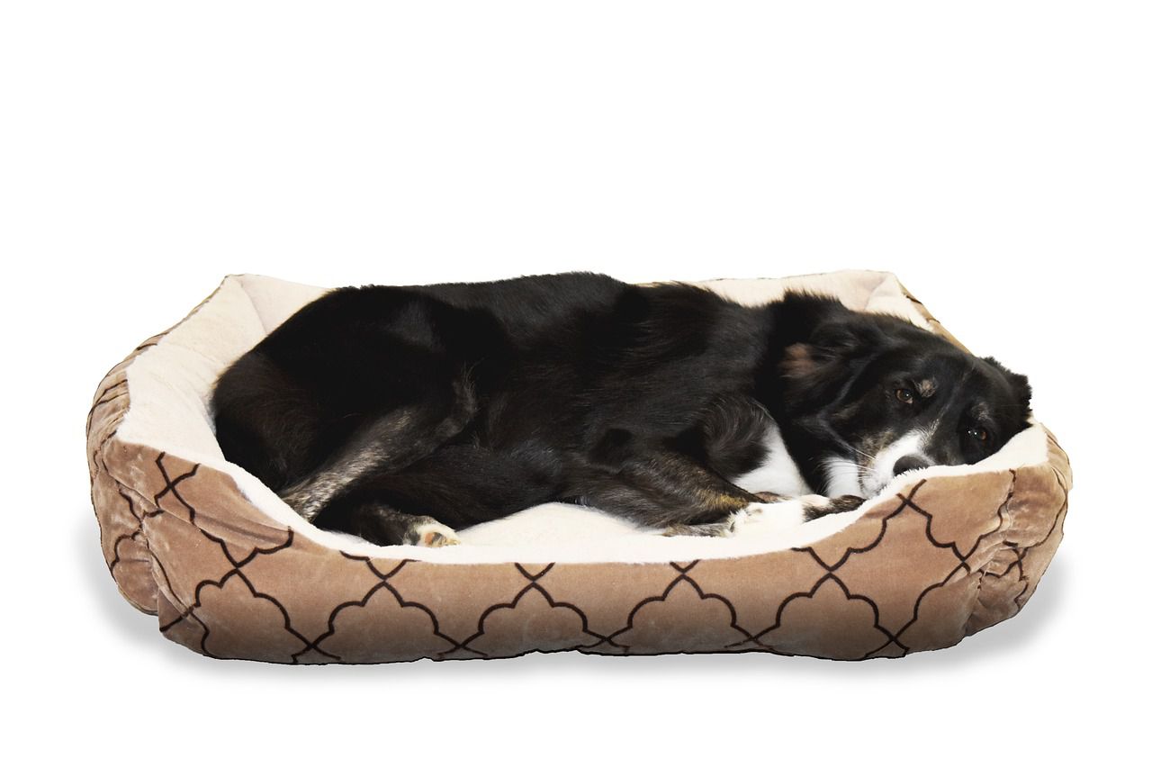 dog bed