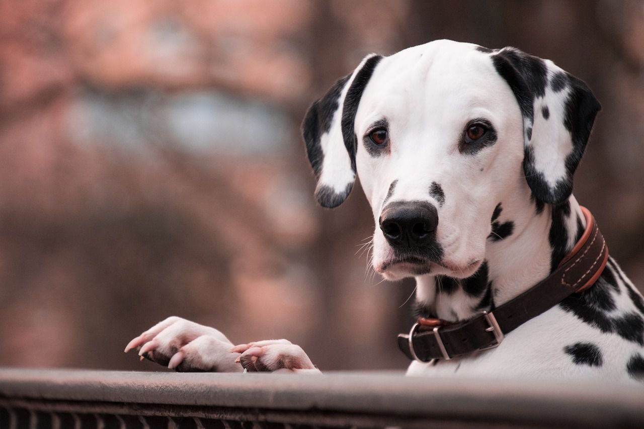 dog collar