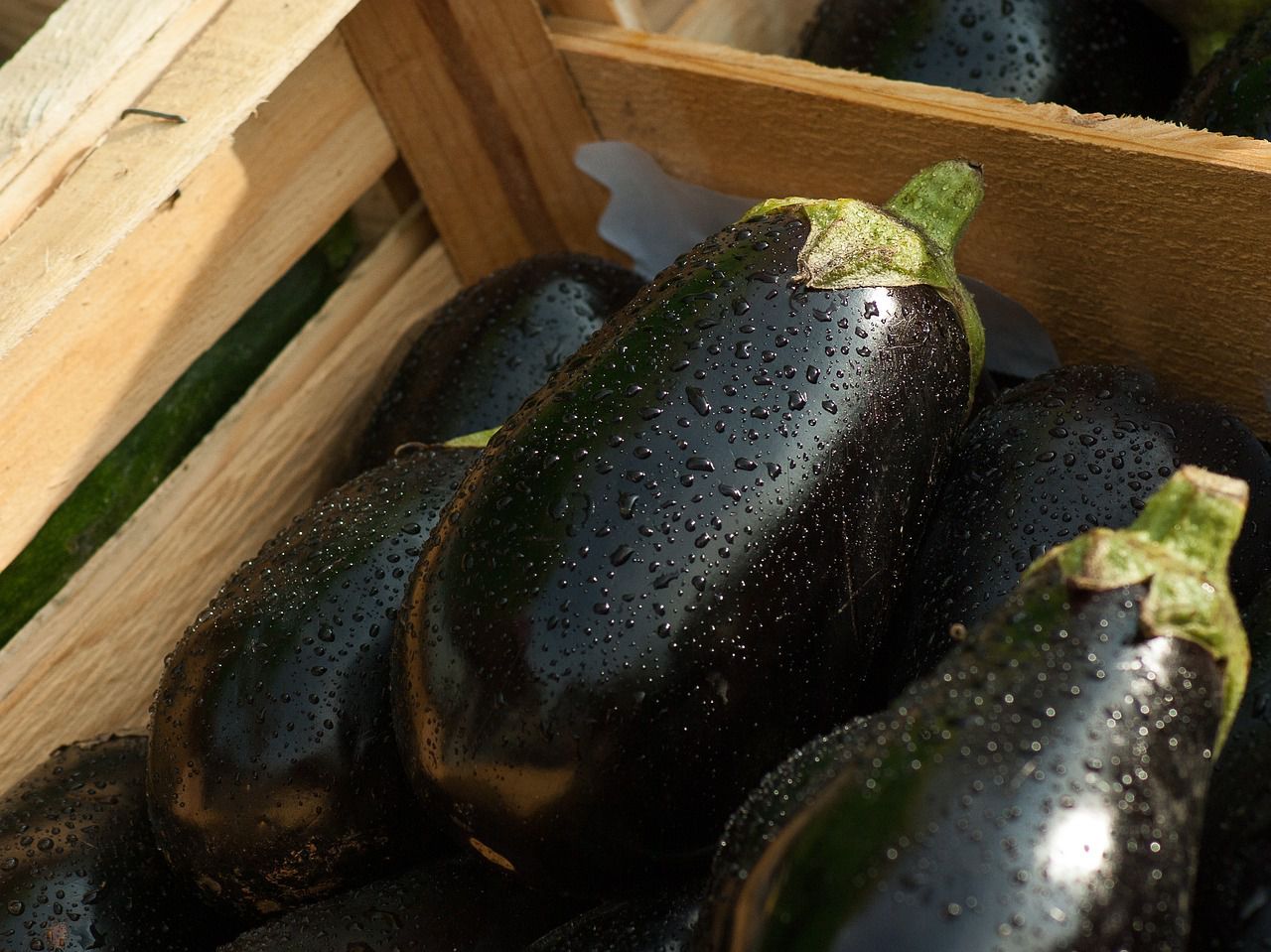 eggplants