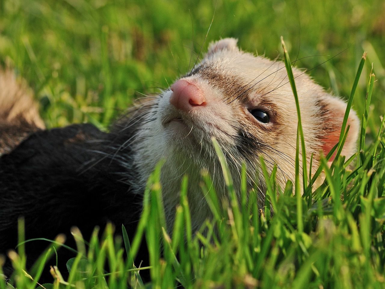 ferret