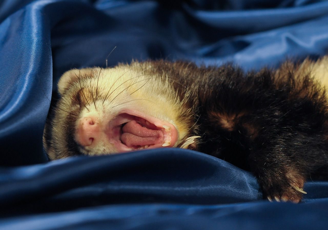 ferret