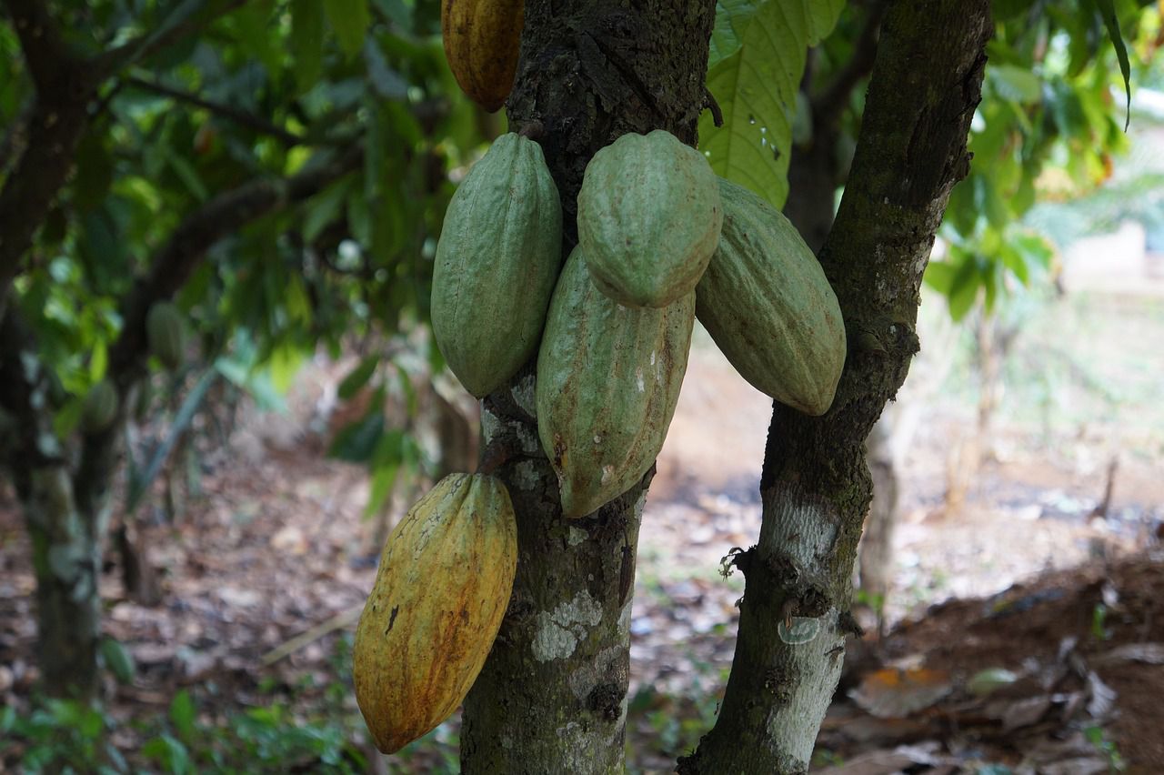 cocoa tree