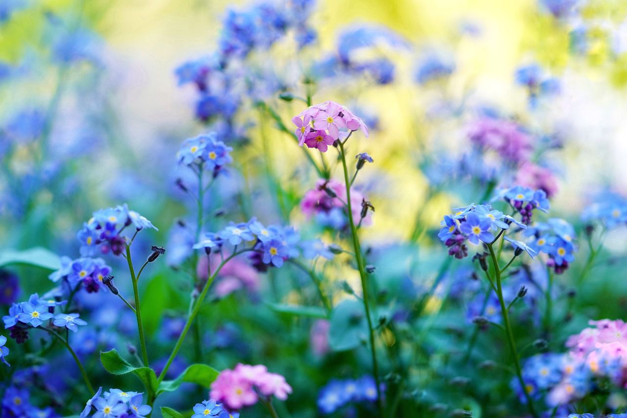 wildflowers