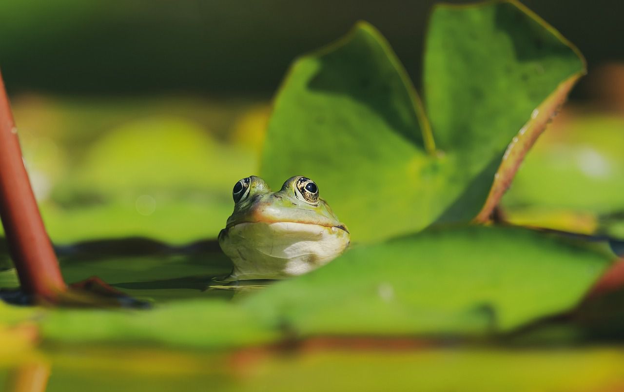 pond frog