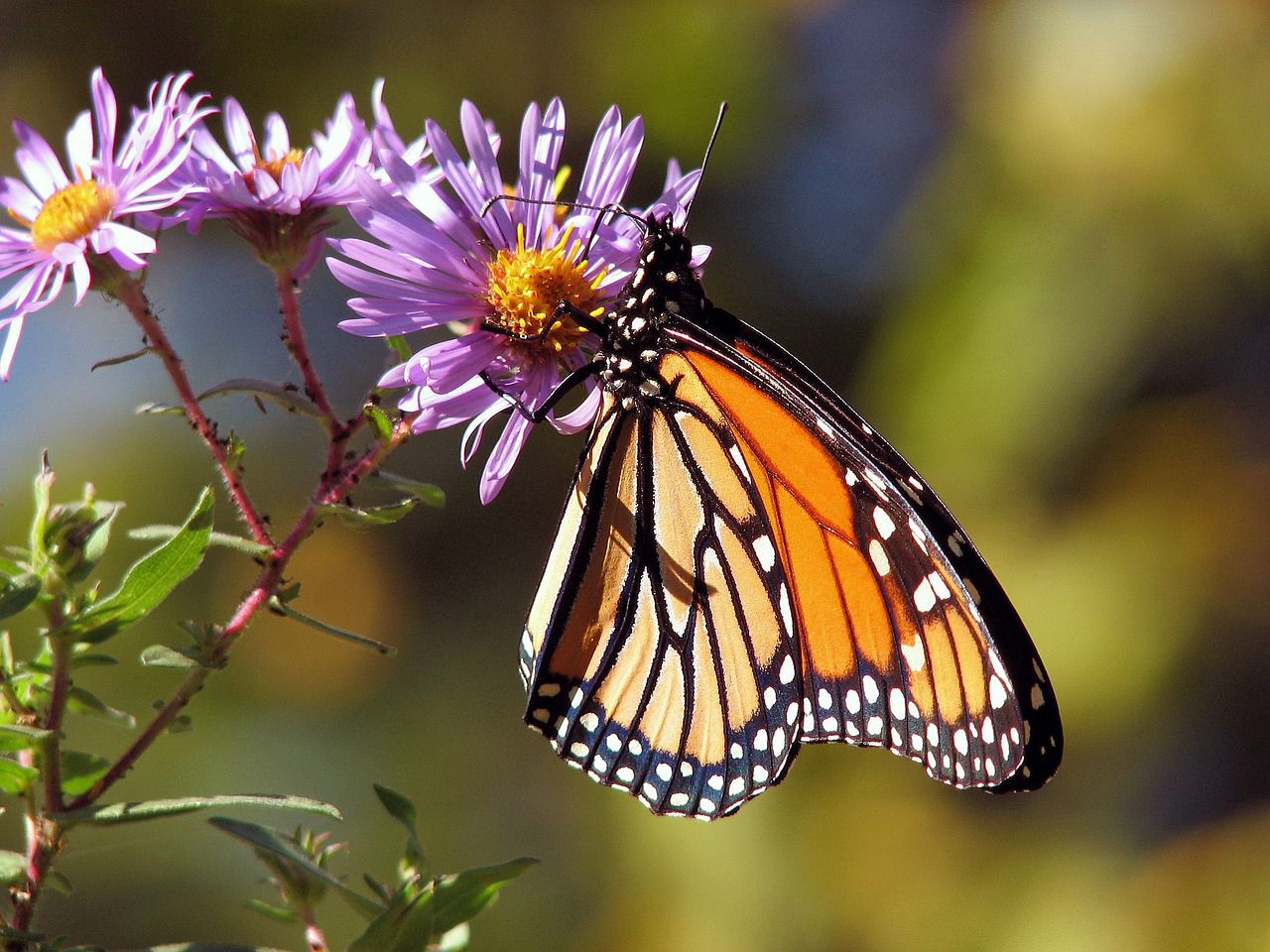 garden butterfly