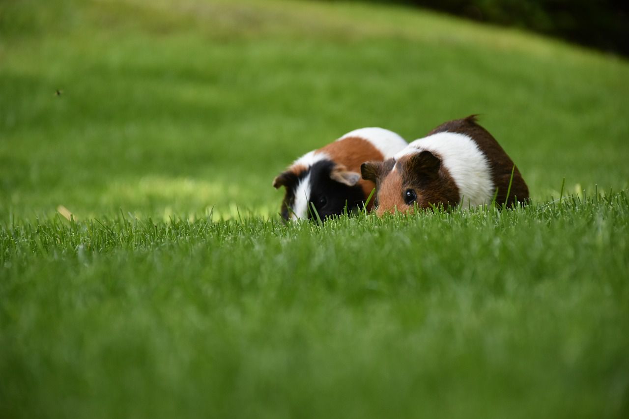 guinea pig