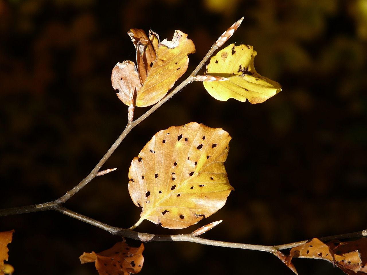 leaves