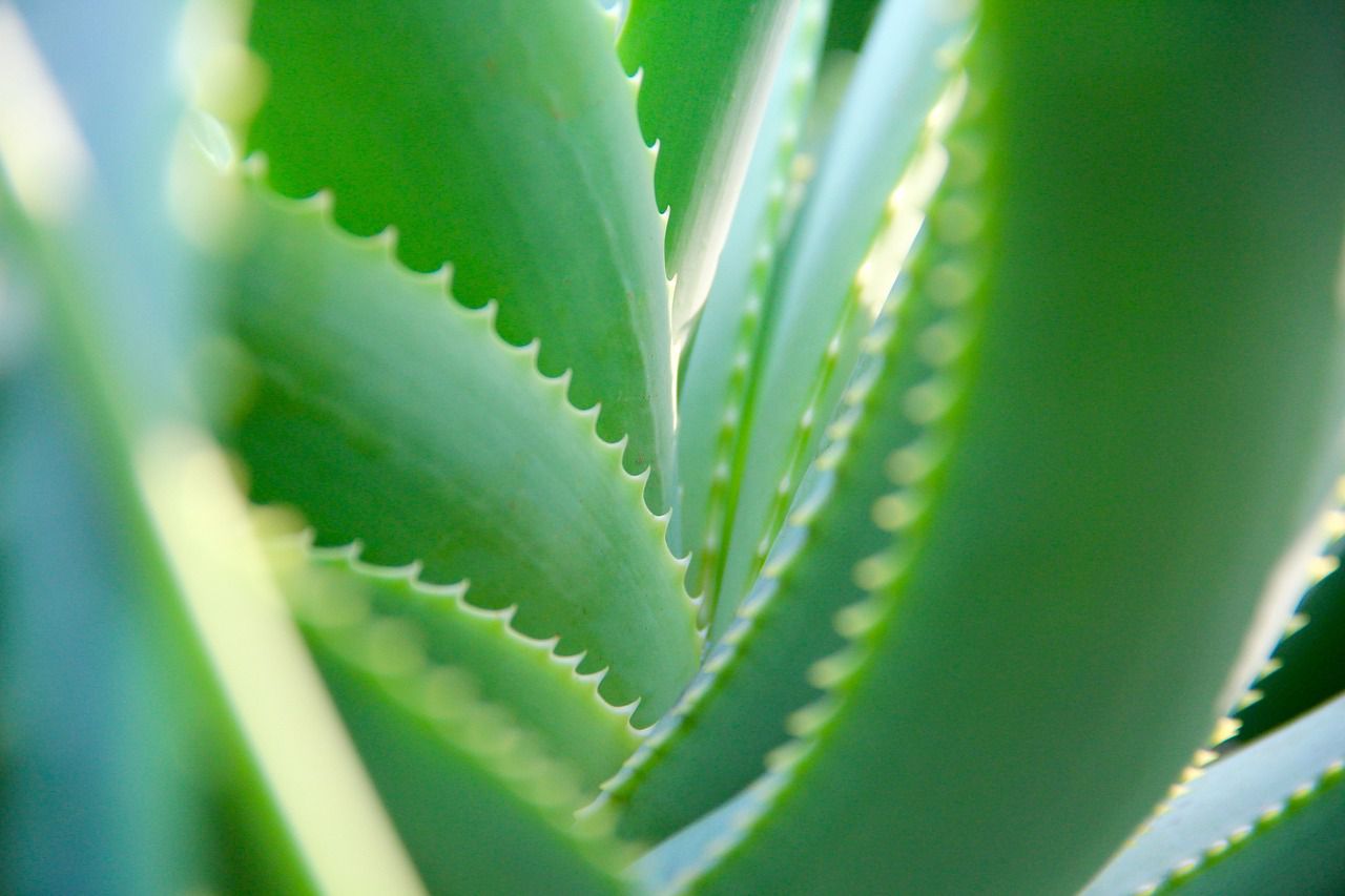 aloe vera