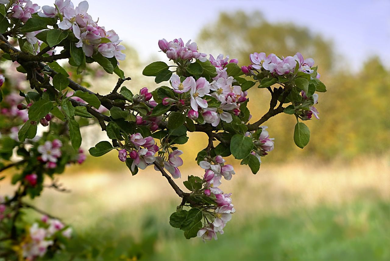 apple tree