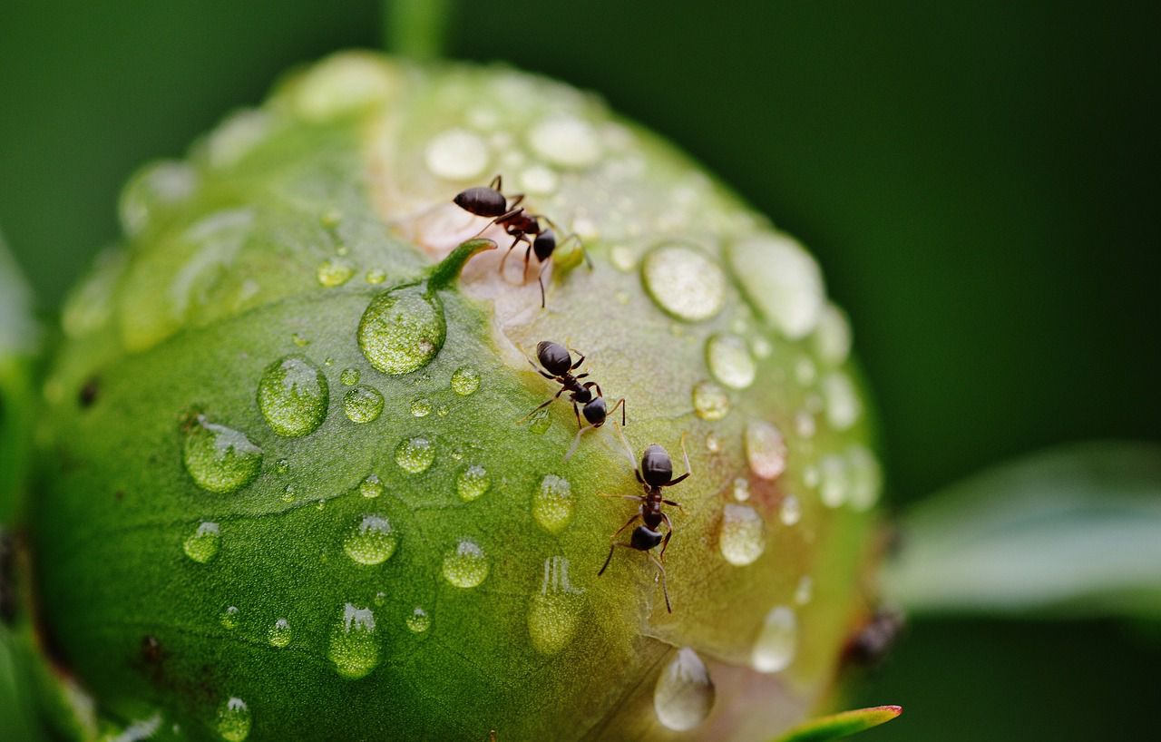 peony ants