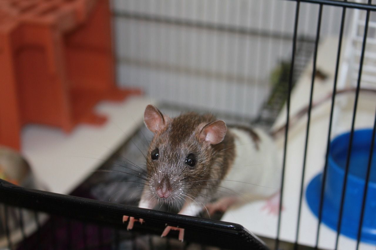 pet rat