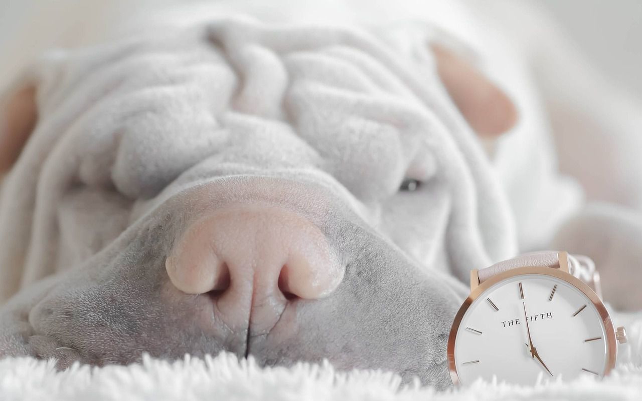 a puppy with clock