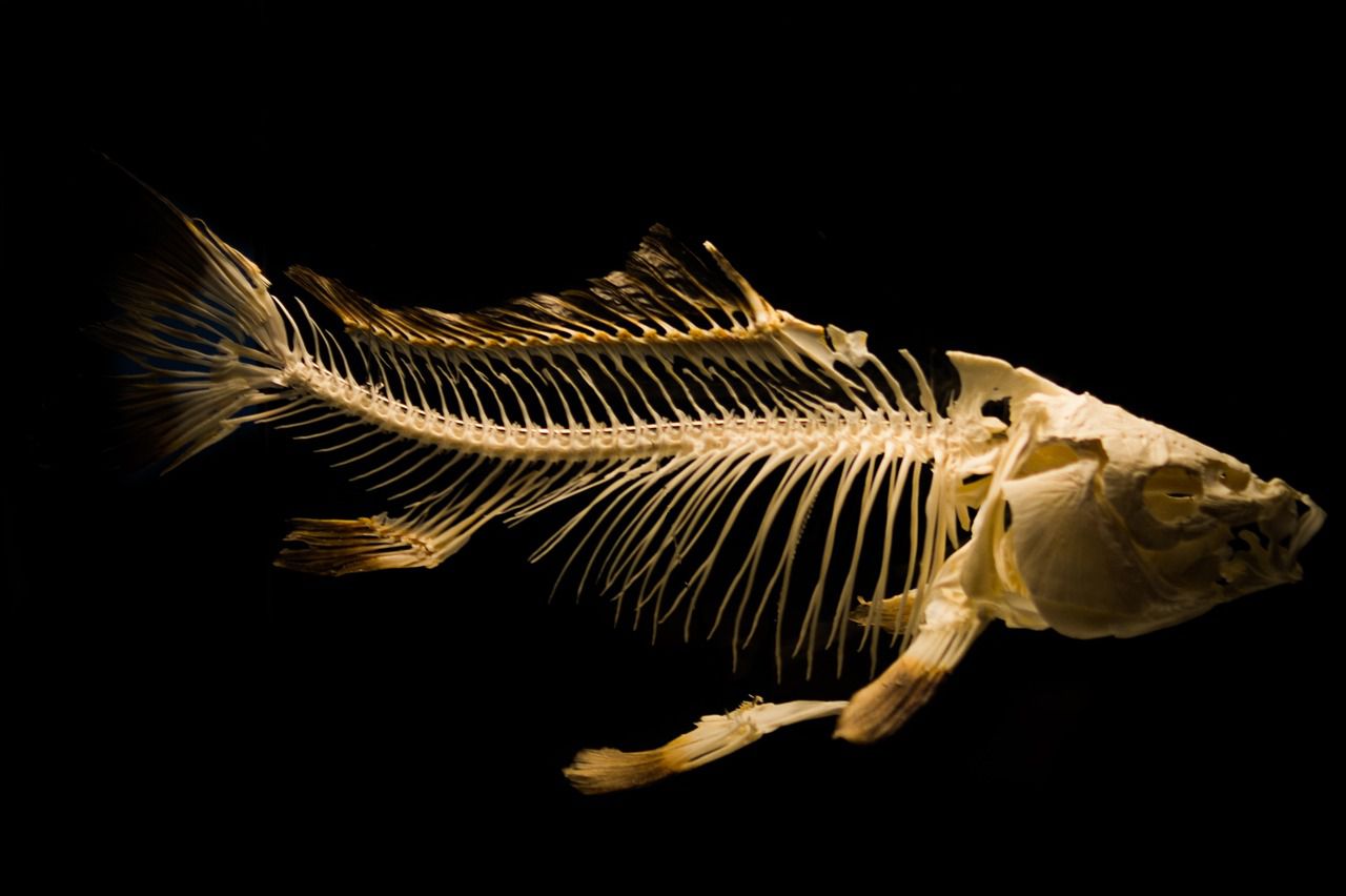 fish skeleton