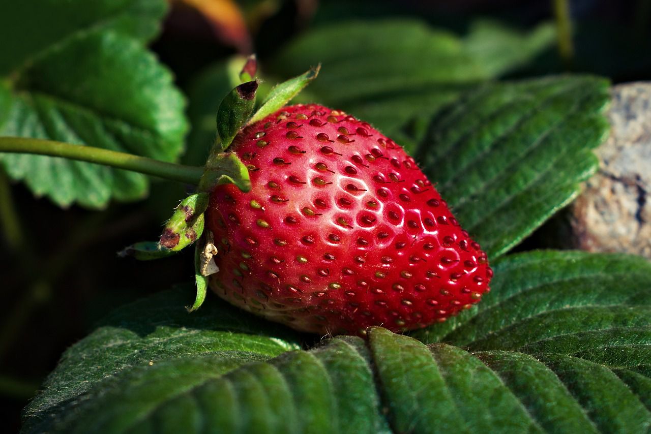 strawberries