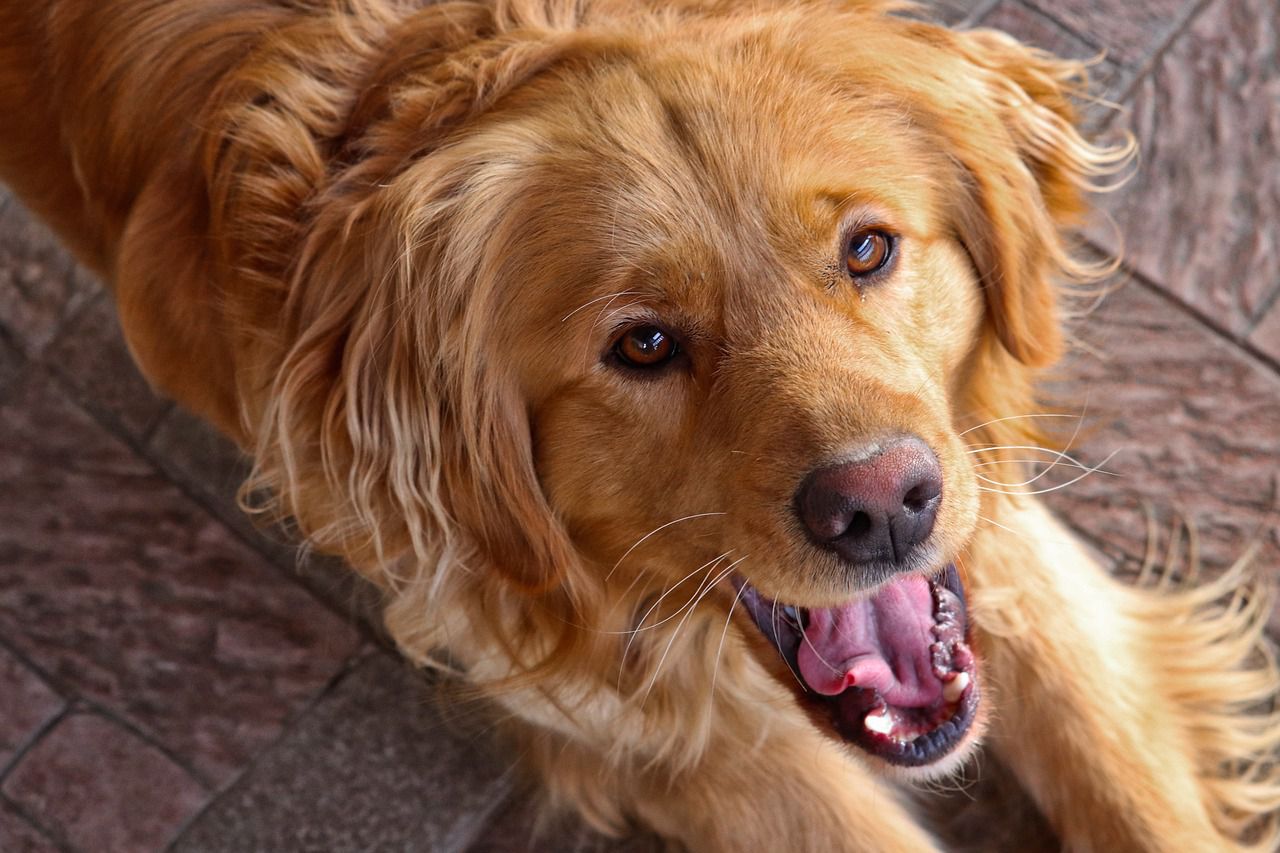 golden retriever