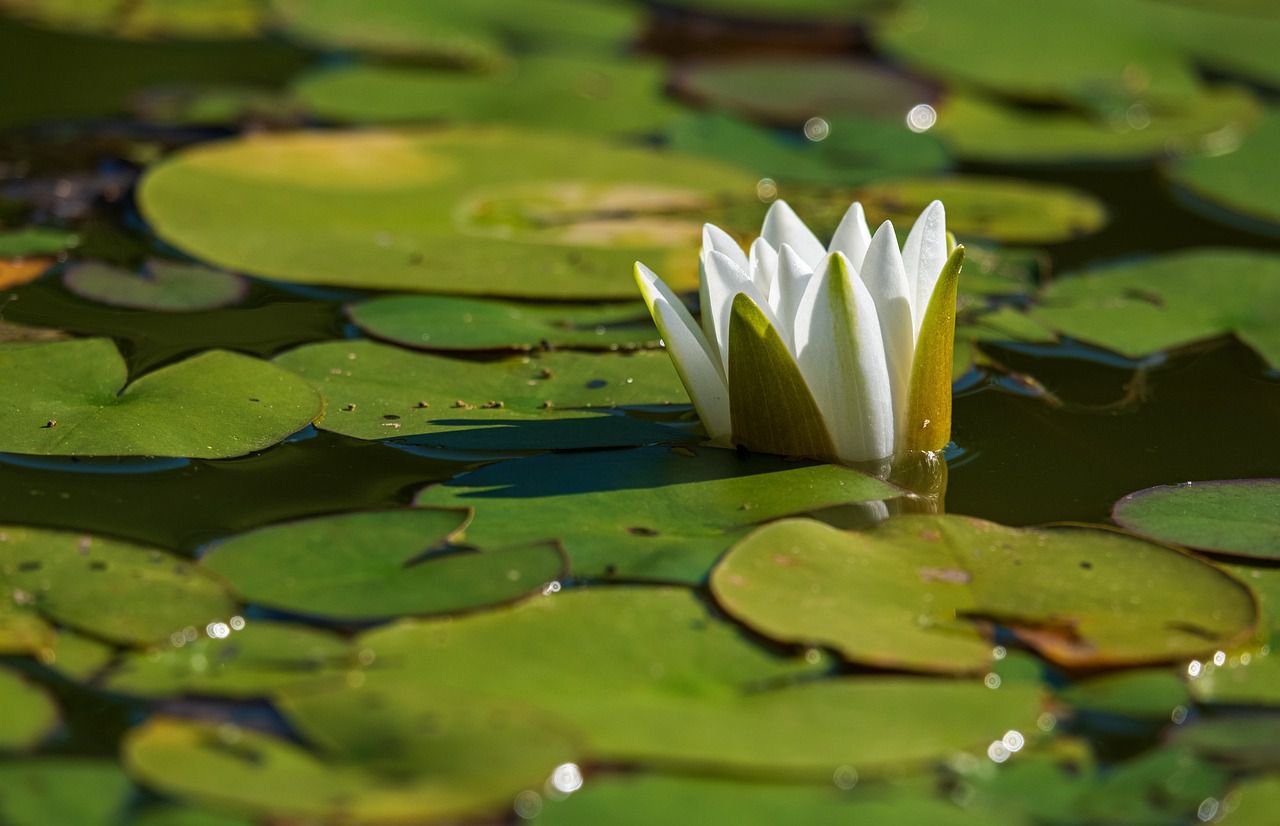 water lily