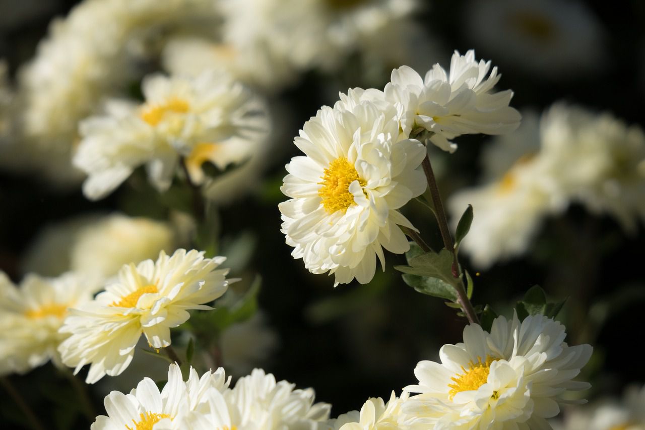 winter flowers