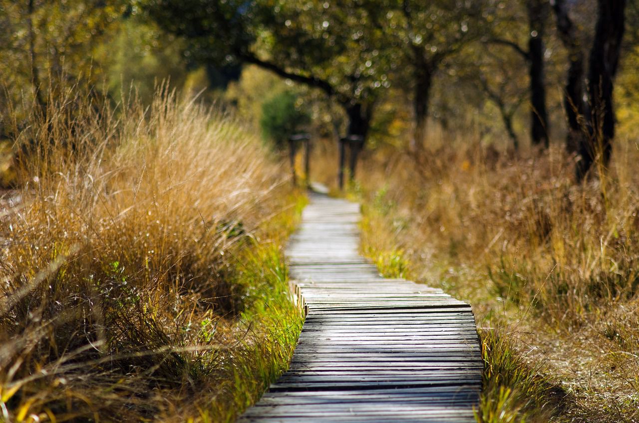 wooden paths