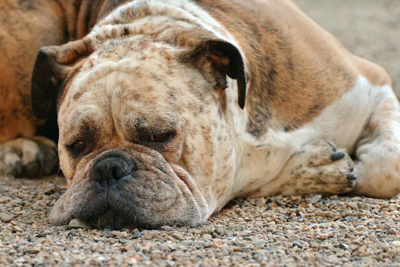 lazy boxer