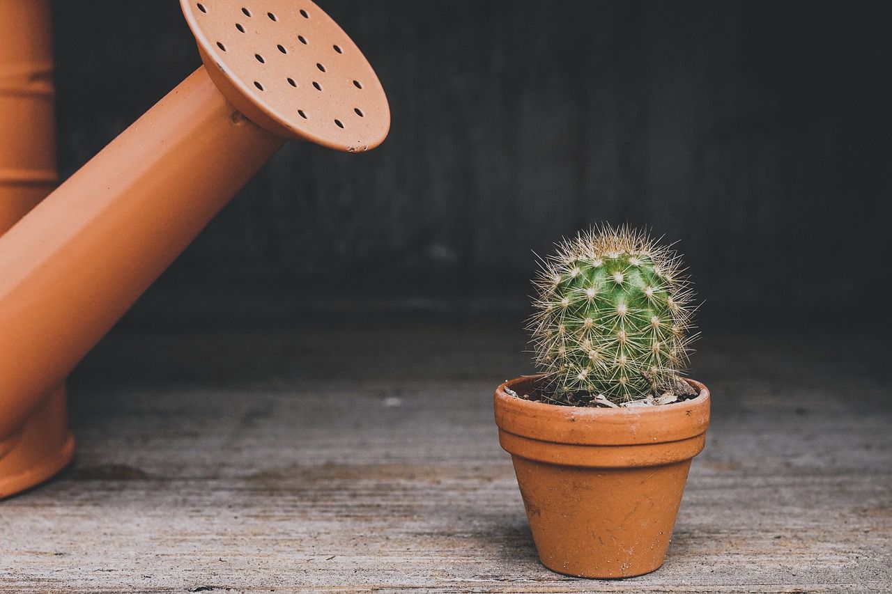 cactus watering