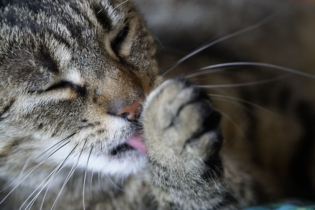 cat grooming