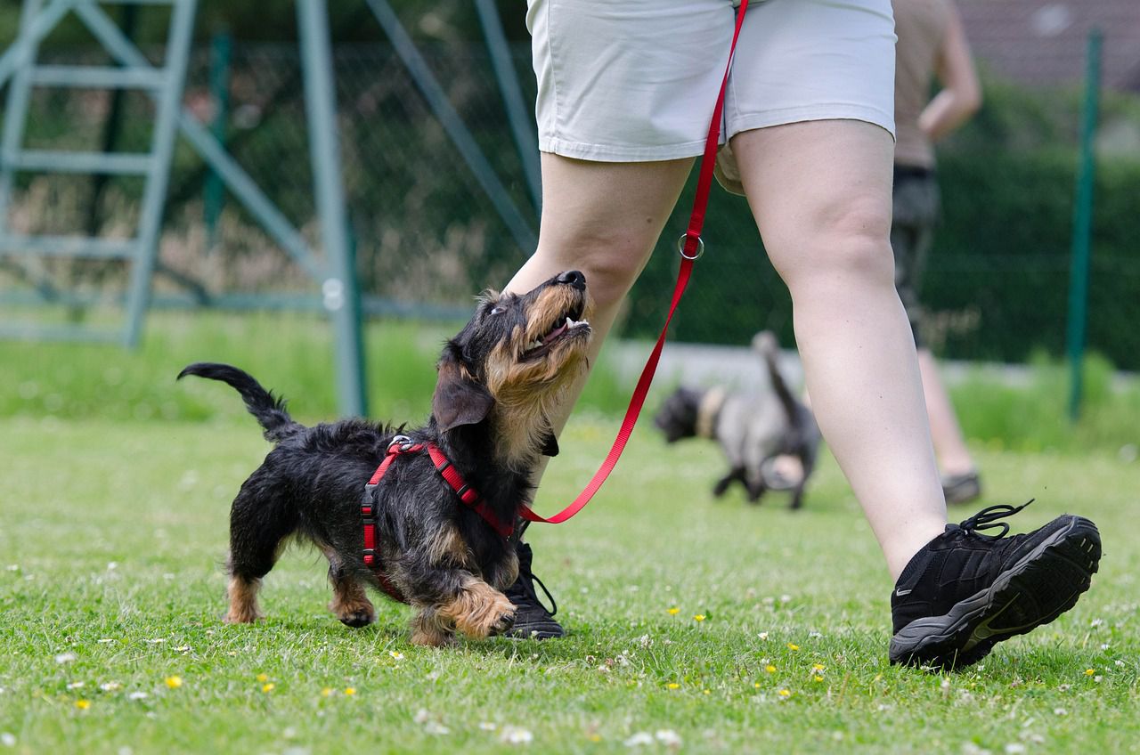 dachshund