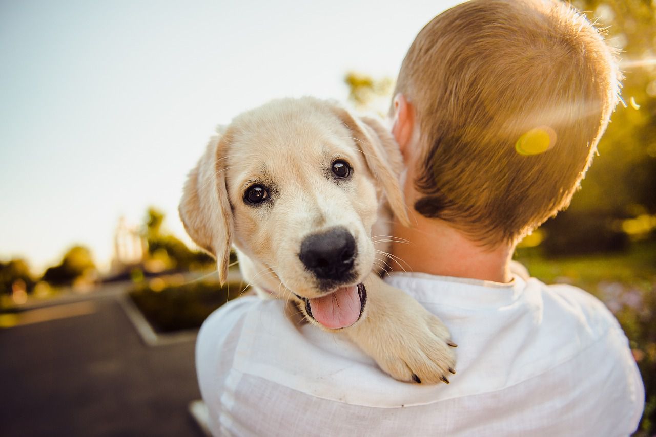 happy dog