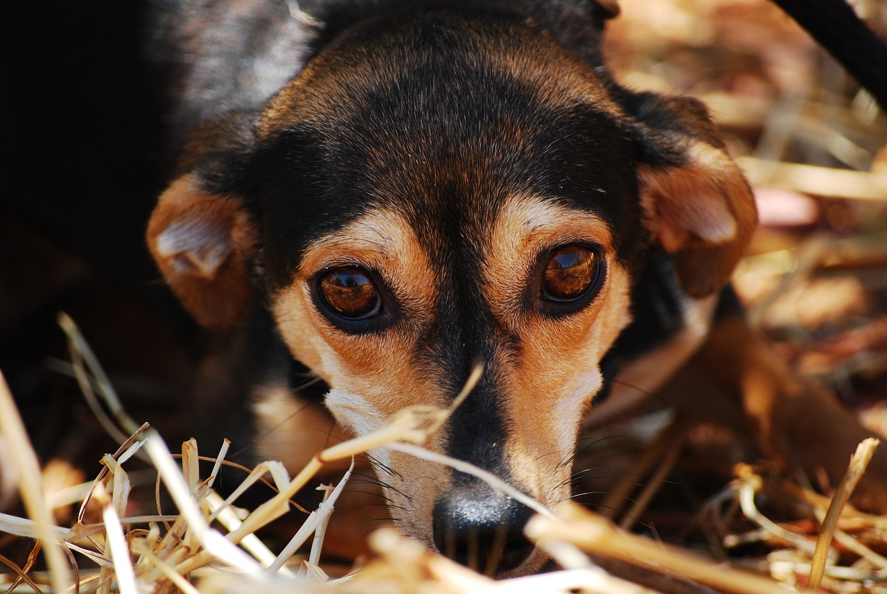 anxious dog