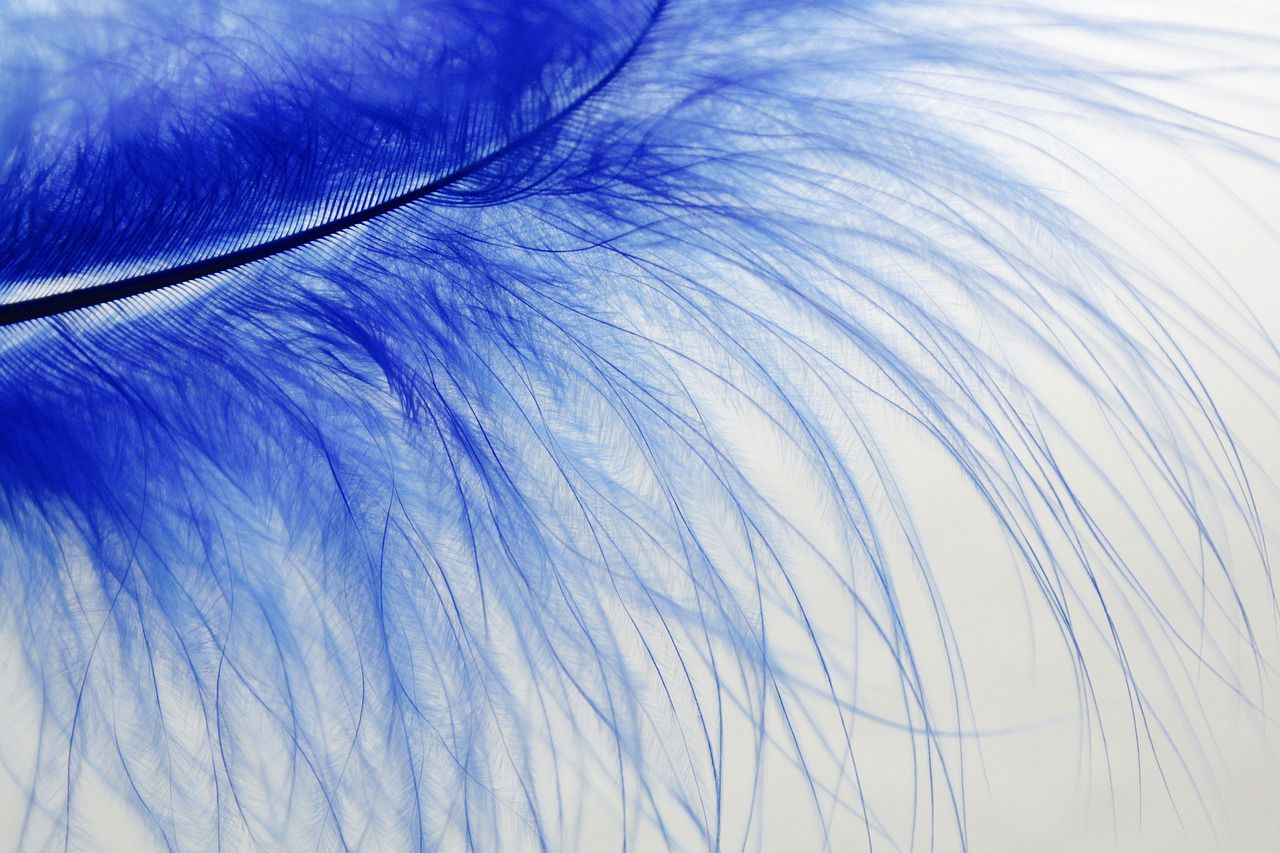 feather