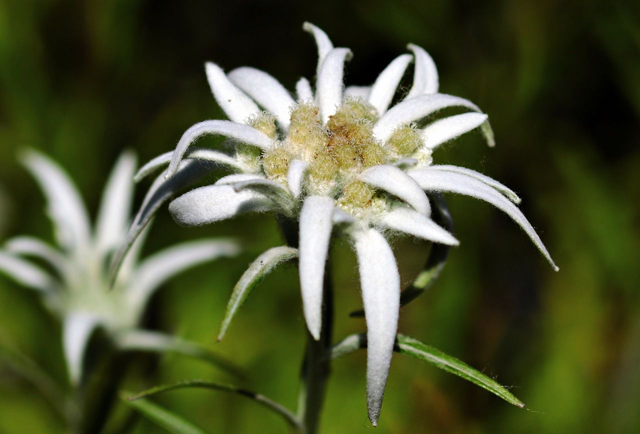 edelweiss