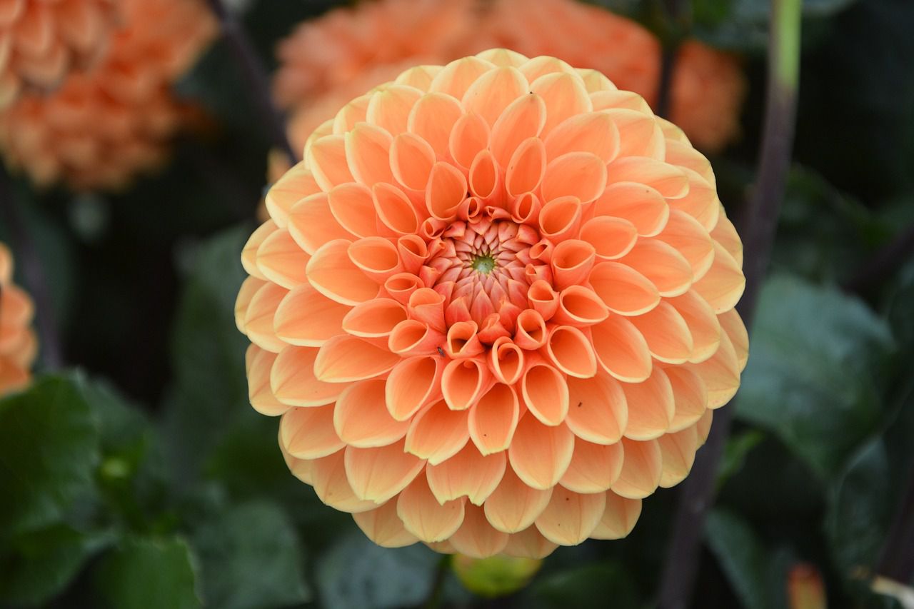 orange flower