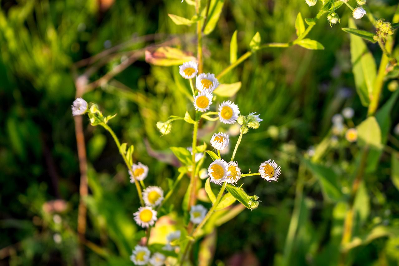 flowers