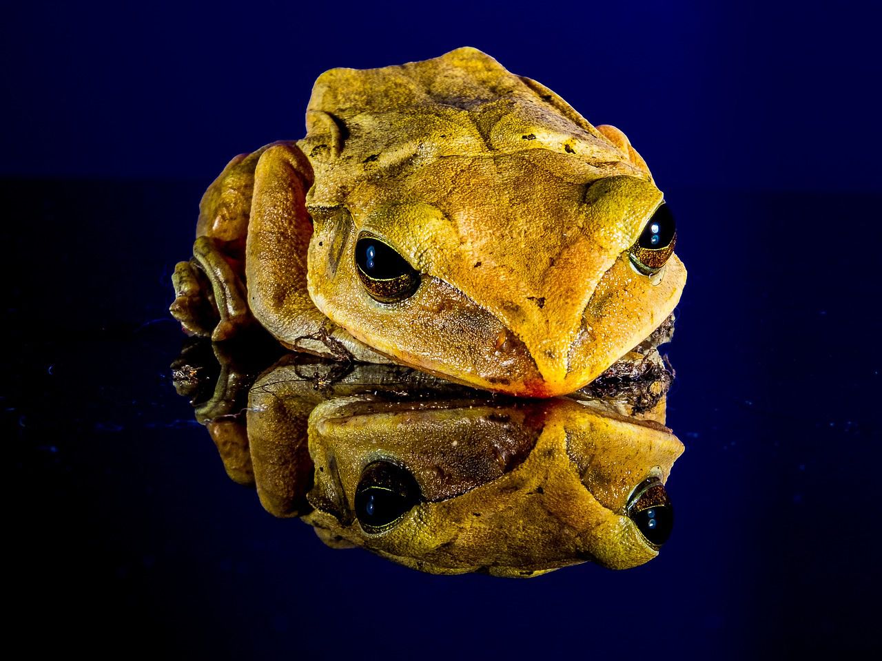 golden toad