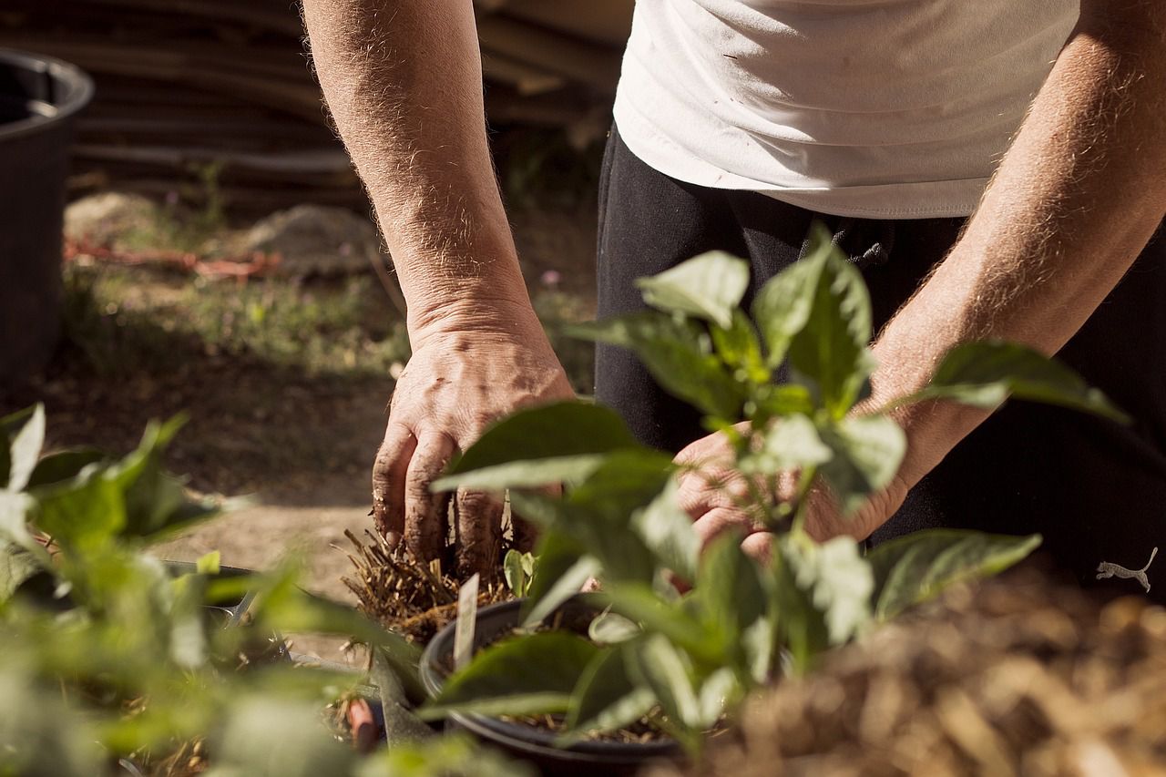 planting