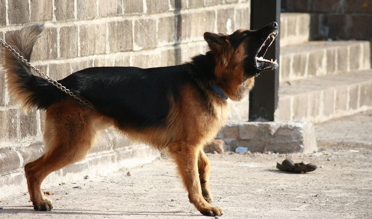 german shepard