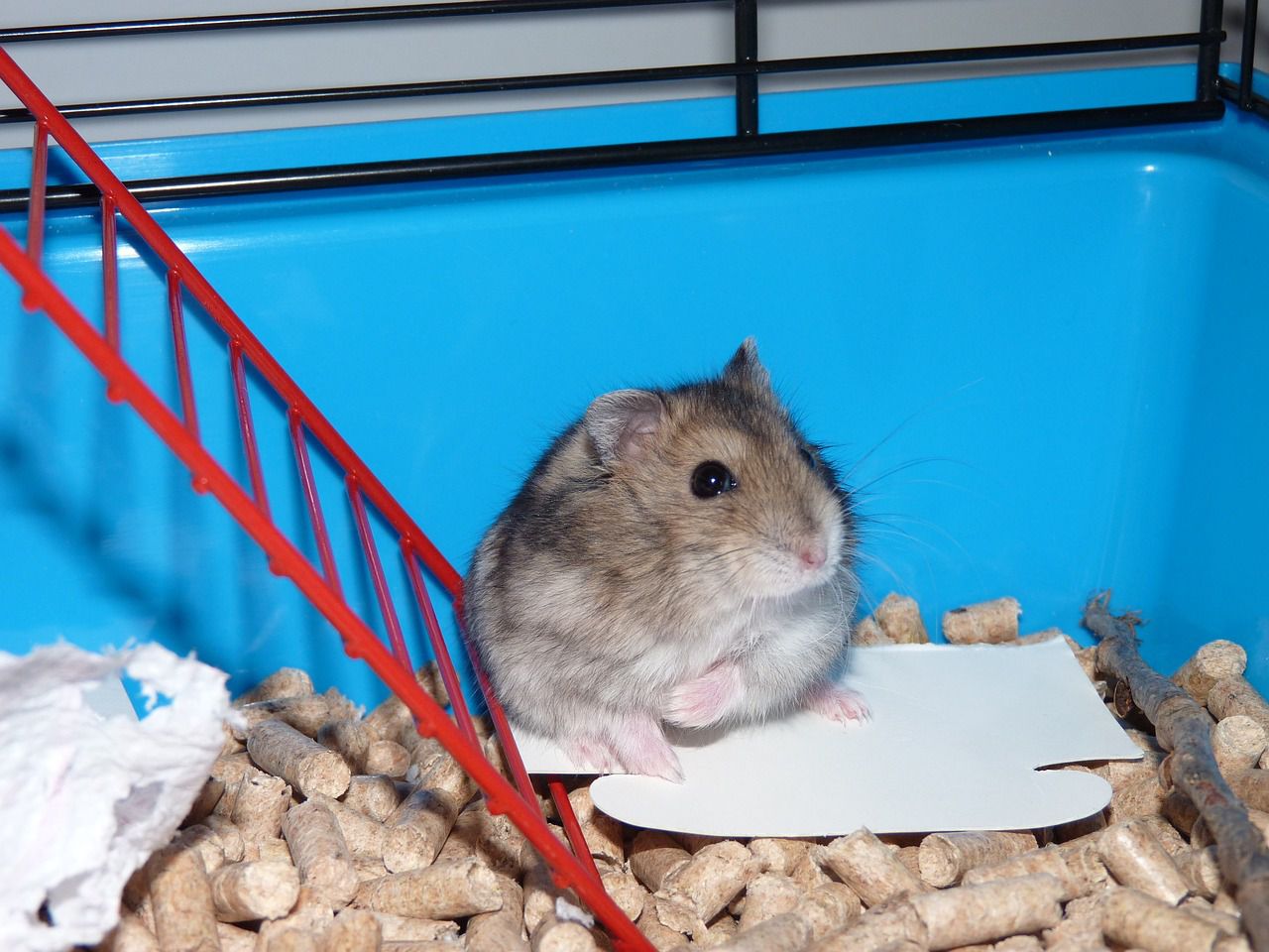 hamster