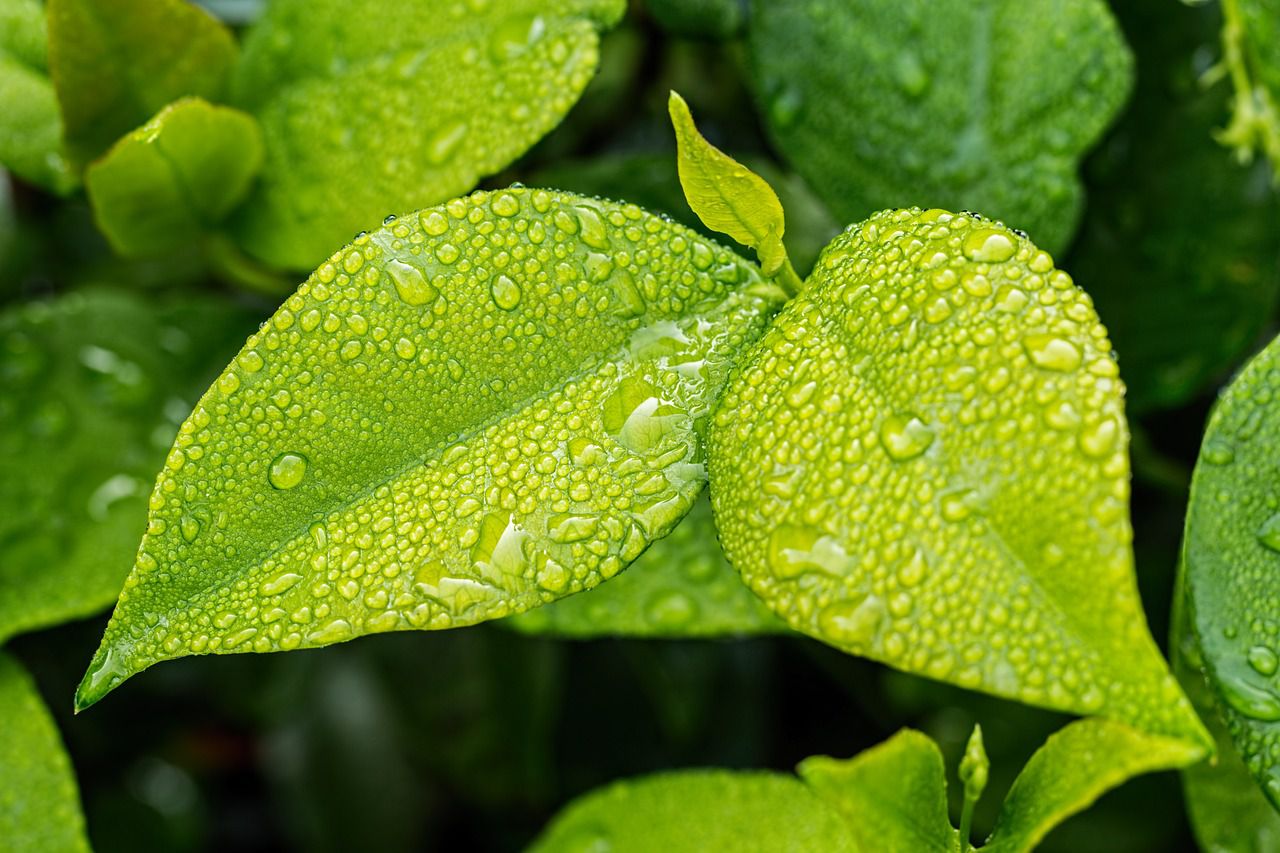 garden plants