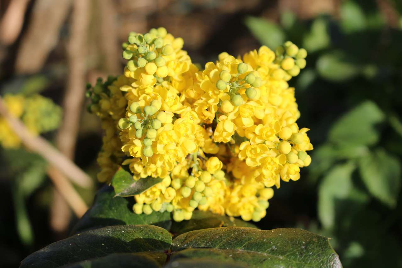 Mahonia: Growing and Care: news, bush, flowers, gardening, gardening ...