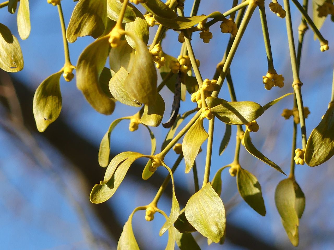 mistletoe