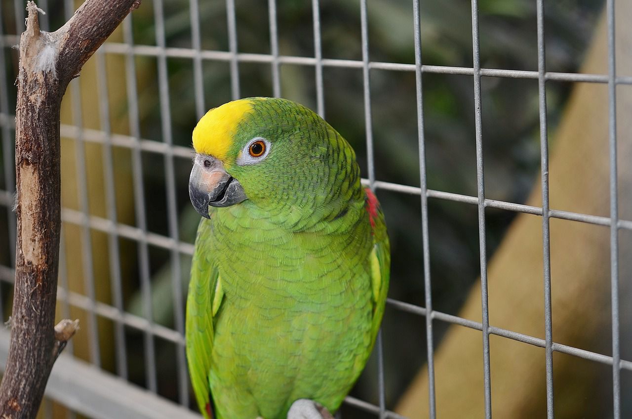 parrot in a cage